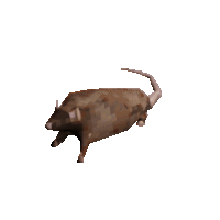 spinning rat